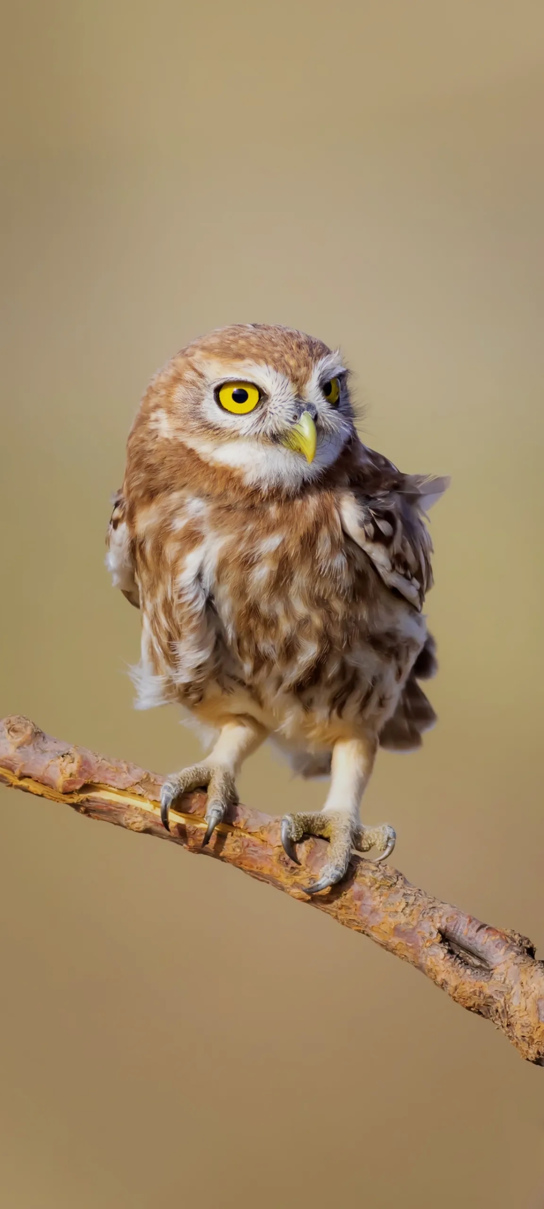 Sesli sohbet,sohbetsesli